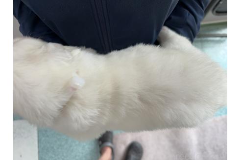 販売中の千葉県のグレートピレニーズ-394917の7枚目